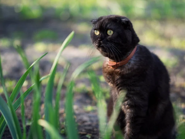 Funny Black Cat Stands Its Hind Legs Surprised Face — Stock Photo, Image