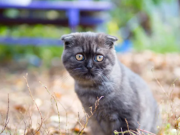 Scottish Fold Cat Kitten — Stock Photo, Image