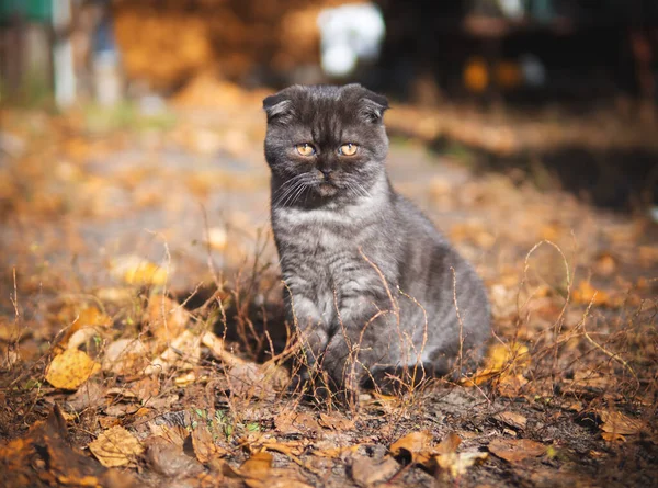 秋の通りを歩くスコティッシュ フォールド キャット — ストック写真