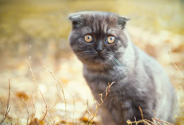 Skotská Skládací Kočka Nebo Kotě — Stock fotografie