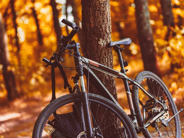 Rower Górski Jesiennym Lesie Jazda Lesie — Zdjęcie stockowe