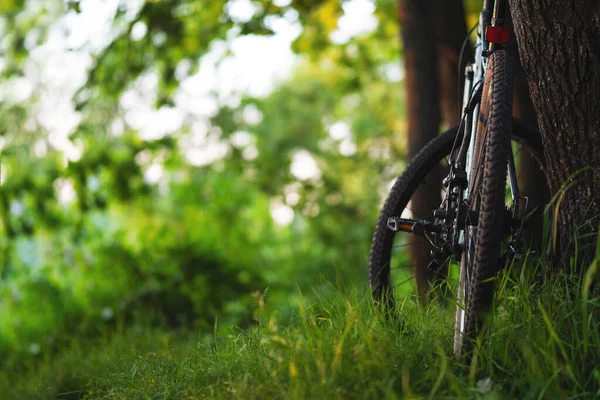 Bicicleta Montanha Floresta Pôr Sol Lugar Para Sms Estilo Vida — Fotografia de Stock