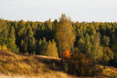 Renkli bir sonbahar akşamı ormanı. renkli Ekim