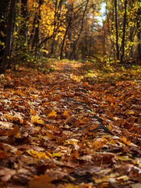 Renkli bir sonbahar ormanında güzel kuru yapraklar yerde yatar. Sonbahar yapraklarının halısı