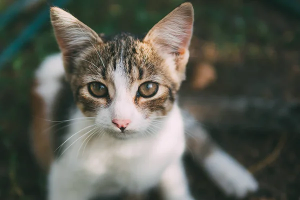 野良猫の肖像 — ストック写真