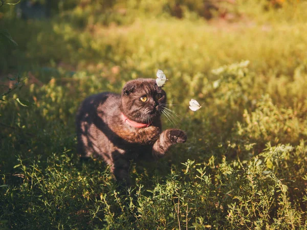 Cat Hunting Butterflies Garden — Stock Photo, Image