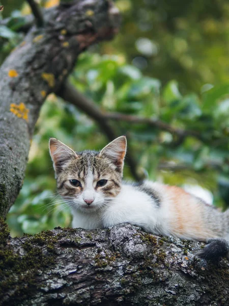 Toulavá Kočka Schovává Nebo Spí Stromě — Stock fotografie