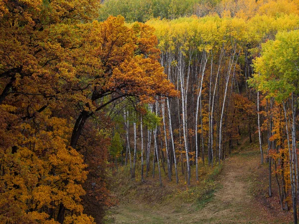 Otoño Hermoso Bosque Colorido Bosque Octubre — Foto de Stock