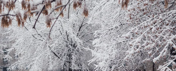 Nieve Invierno Árboles Paisaje — Foto de Stock