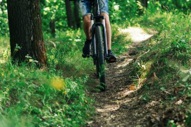 Orman yolunda bisiklet süren bir bisikletçi. Orman yolu. Aktif yaz yaşam tarzı