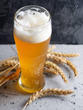 Koyu beton arka planda bir bardak buğday birası ve buğday kulağı