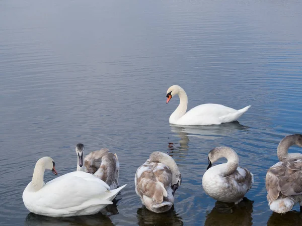 Swan Family Swims Lake — Stock Photo, Image