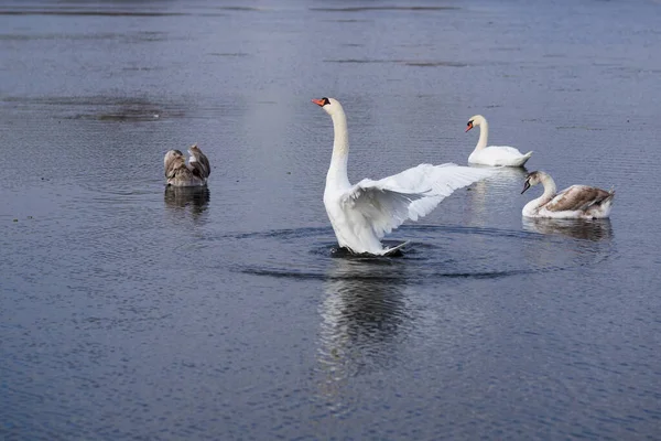 Schwanenfamilie Schwimmt Auf Dem See — Stockfoto