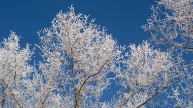 Sabahları donmuş ağaçlar.