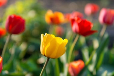 Kırmızı arka planda sarı Tulip. bahar çiçekleri