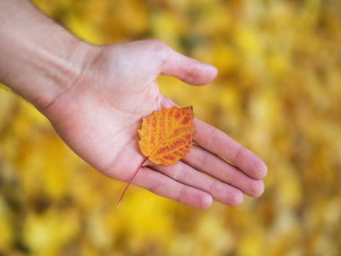 Ellerinde sonbahar renkli yaprakları