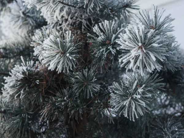 Fagyasztott Karácsonyfa Fagy Háttér — Stock Fotó