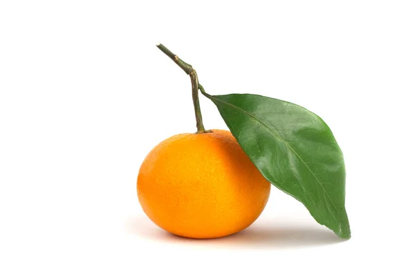 Mandarinka Listy Izolované Bílém Pozadí — Stock fotografie