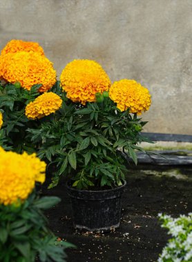 Çiçek açan Sierra kadife çiçeklerinin yakın çekimi..