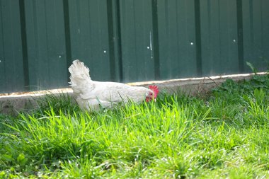 Beyaz tavuk yeşil metal çitlerde otluyor.