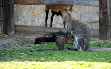 Yazın açık havada bir çiftlikte bebek ve diğer hayvanlarla valabi.