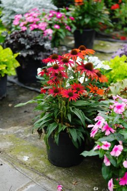 Kırmızı coneflower (Echinacea purpurea) çiçek saksısını kapat