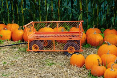 Kabak tarlasının arka planında uzun mısır saplarıyla örülü bir sepet arabası.