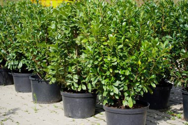 Bir bahçe merkezindeki konteynırlarda kiraz çiçeklerinin yakın plan çekimi.