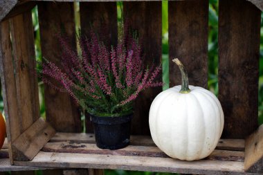 Çiçek açan fundanın kompozisyonu ve eski ahşap bir kutunun arka planına karşı beyaz dekoratif bir balkabağı