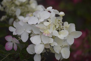 Narin Hydrangea panikleyerek doğanın güzelliğini vurgulayan dekoratif ve bahçe düzenlemeleri için büyük çiçek paniklemeleriyle