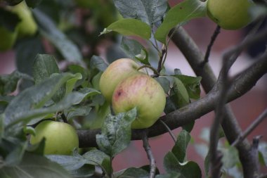 Sulu Kar Calville veya pürüzsüz ciltli Altın Lezzetli elmalar Tazelik ve meyvenin cazibesi