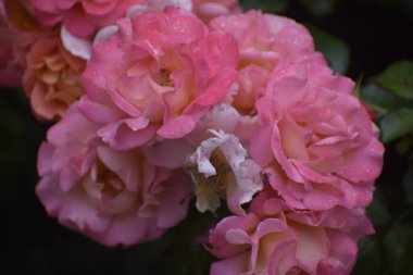 Zarif Kraliçe Elizabeth doğal arka planda narin taç yapraklarıyla yükseldi. Güzelliğin ve zarafetin sembolü.