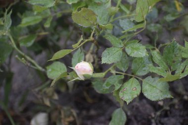 Yumuşak gül tomurcuğu henüz yeşil yaprakların arasında açılmadı. Tazelik atmosferi yaratıyor. Tasarım ve ilham için doğal güzellik.