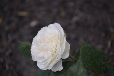 Rosa Miniaturus Grubu 'ndan beyaz bir minyatür gülün yakın plan doğal arka planda, dekoratif ve zarif çiçekleri olan narin taç yapraklarıyla