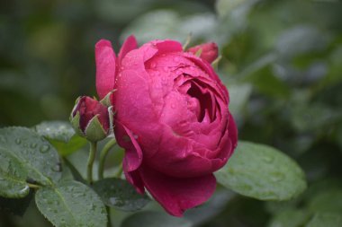 Melez çayına yakın pembe bir eş, narin yapraklar ve yaprakların üzerine su damlaları ve zarif bir çiçek arkaplanı.