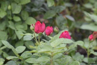 Yumuşak gül tomurcuğu henüz yeşil yaprakların arasında açılmadı. Tazelik atmosferi yaratıyor. Tasarım ve ilham için doğal güzellik.