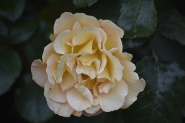 Yaprakların ve yaprakların üzerine su damlatan güzel bir gül, makro fotoğraf, zarafet, şefkat, tazelik ve dekorasyon için doğal güzellik.