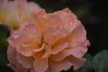 Yaprakların ve yaprakların üzerine su damlatan güzel bir gül, makro fotoğraf, zarafet, şefkat, tazelik ve dekorasyon için doğal güzellik.