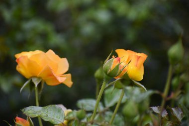 Bir gül tomurcuğunun açılışı, yaprakların üzerindeki su damlalarıyla başlar ve doğal bir arkaplanda açılmamış daha küçük tomurcuklar bırakır.