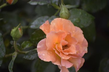 Yaprakların ve yaprakların üzerine su damlatan güzel bir gül, makro fotoğraf, zarafet, şefkat, tazelik ve dekorasyon için doğal güzellik.