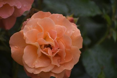 Şeftali rengi güller yağmurdan sonra su damlalarıyla kaplanır, narin yapraklar ve yapraklar doğanın tazeliğini ve bahçenin güzelliğini yansıtır.