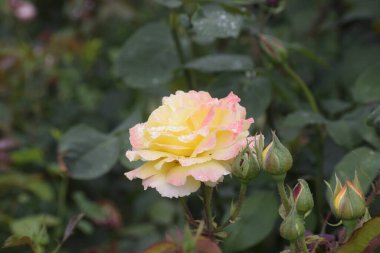 Madam Maitland, Gloria Dei olarak da bilinir. Renk gölgeli narin taç yaprakları armoni güzellik ve aşkın sembolüdür..