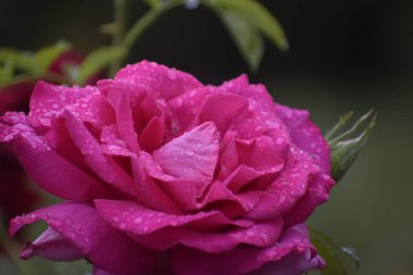 Narin gül yaprakların üzerine çiğ damlaları damlatarak güzelliğin sembolü sabah ışığında tazelik ve doğal uyumun..
