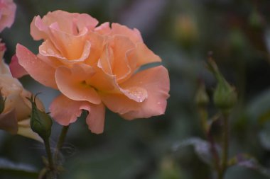 Madam Maitland çiçek yapraklarının üzerine su damlalarıyla yükseldi. Ahenk ve aşkın doğal güzellik sembolü..