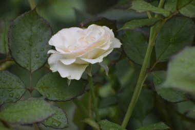 Narin taç yaprakları ve su damlalarıyla süslenmiş yaprakları olan melez bir gül.