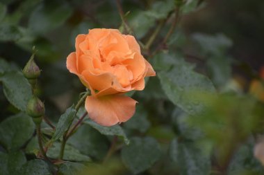 Tüylü gül çiçekleri, taç yapraklarının üzerine su damlalarıyla kaplanır. Kayısı gölgeleri güzellik uyumu ve tazeliğin sembolüdür.