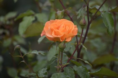 Tüylü gül çiçekleri, taç yapraklarının üzerine su damlalarıyla kaplanır. Kayısı gölgeleri güzellik uyumu ve tazeliğin sembolüdür.