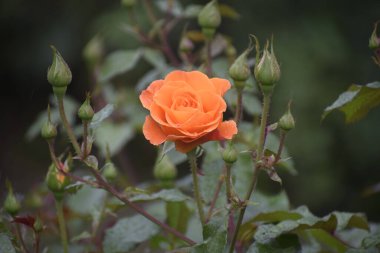 Kayısı Clementine, kayısı yaprakları ve yapraklarla süslenmiş taze ahenk ve güzelliğin sembolü.