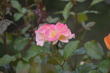 Madam Maitland çiçek yapraklarının üzerine su damlalarıyla yükseldi. Ahenk ve aşkın doğal güzellik sembolü..