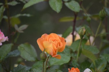 Louis de Funes çiçek yapraklarının üzerine su damlalarıyla yükseldi. Narin bahçe güzelliği armoni ve tazeliğin sembolü.